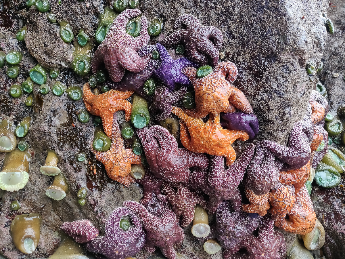 A wall of purple, orange, and brown Common Sea Stars, Giant Green Anemones, and other intertidal animals colorfully decorate a large boulder during a low tide in Olympic National Park