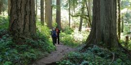 Two people hiking towards the camera on a narrow Olympic National Park hiking trail through two old growth conifer trees, a douglas fir and western red cedar