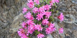 Smooth Douglasia are early pink wildflowers seen in rock gardens at Hurricane Ridge in Olympic National Park