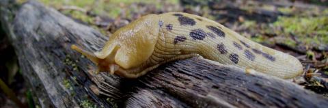 A yellow banana slug with spots is crawling over a log, its tentacula are directed towards the camera at eye level