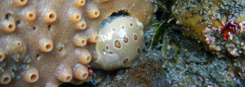 A leopard nudibrach, a sea slug with leopard-like spots, is attached to a rock and has eaten part of the nearby sponge