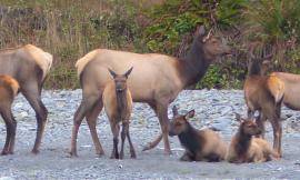 Two adult female Roosevelt Elk look over six calves on a gravel bar on the Hoh River 