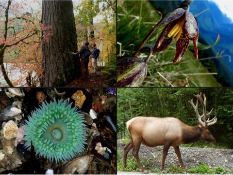 Four images. Top left a hiker looking up Large Douglas Fir Tree. Top right chocolate lily. Bottom left giant green anemone in a tidepool. Bottom Right Bull Roosevelt Elk with large antlers